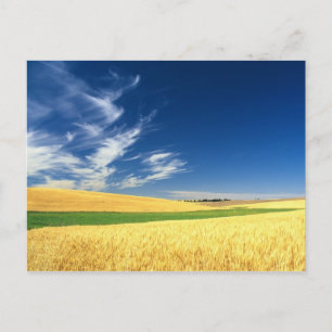 Weizenernte auf dem Palouse im Osten Postkarte