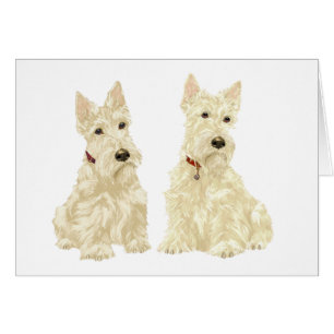 Weizenfarbene Scottish Terrier