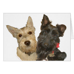 Weizenfarbene und schwarze Scotties