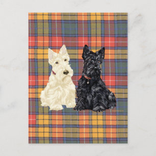 Weizenfarbene und schwarze Scottish Terrier Postkarte