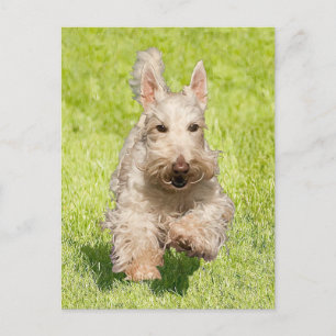 Weizenfarbener Scottie läuft frei Postkarte