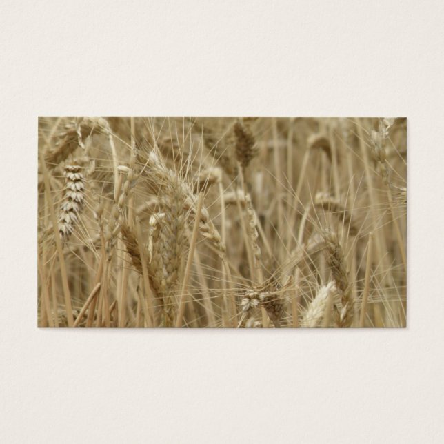Weizenfeld (Vorderseite)