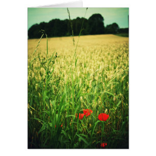 Weizenfeld - Deutschland