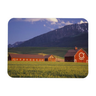 Weizenfeld im Wallowa-Tal, kurz außerhalb Magnet