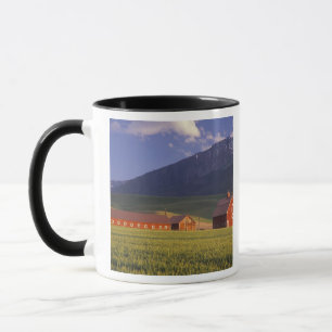 Weizenfeld im Wallowa-Tal, kurz außerhalb Tasse