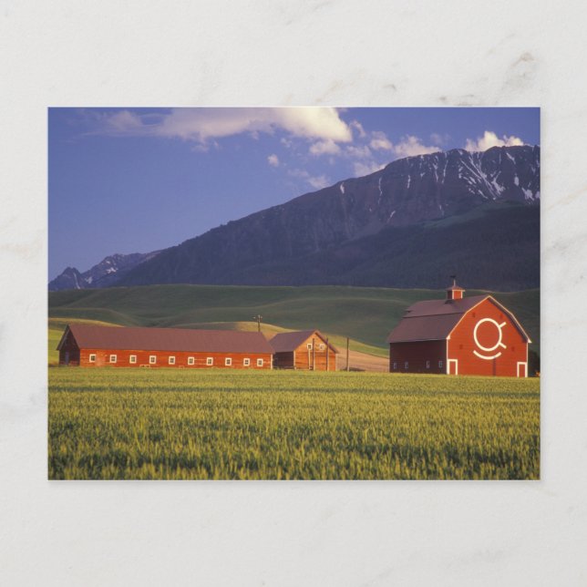 Weizenfeld im Wallowa Valley, direkt außerhalb Postkarte (Vorderseite)