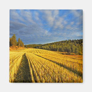 Weizenfeld nach Ernte Magnet