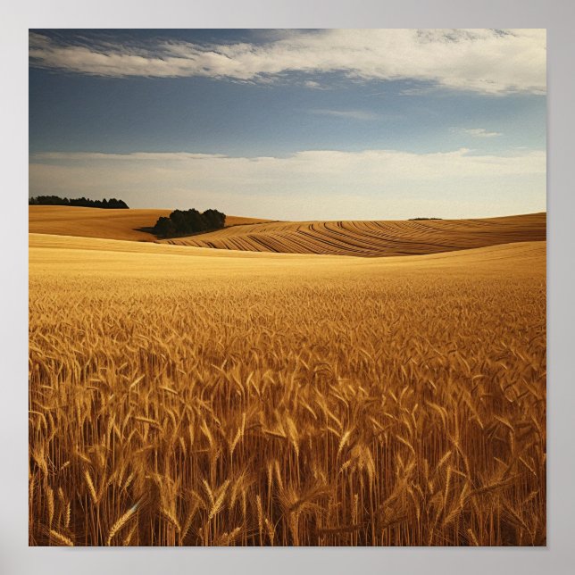 Weizenfeld Poster (Vorne)