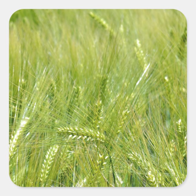 Weizenfeld Quadratischer Aufkleber (Vorderseite)