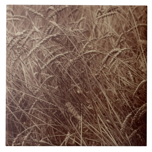 Weizenfeld (von Eugène Atget) Fliese (Vorderseite)