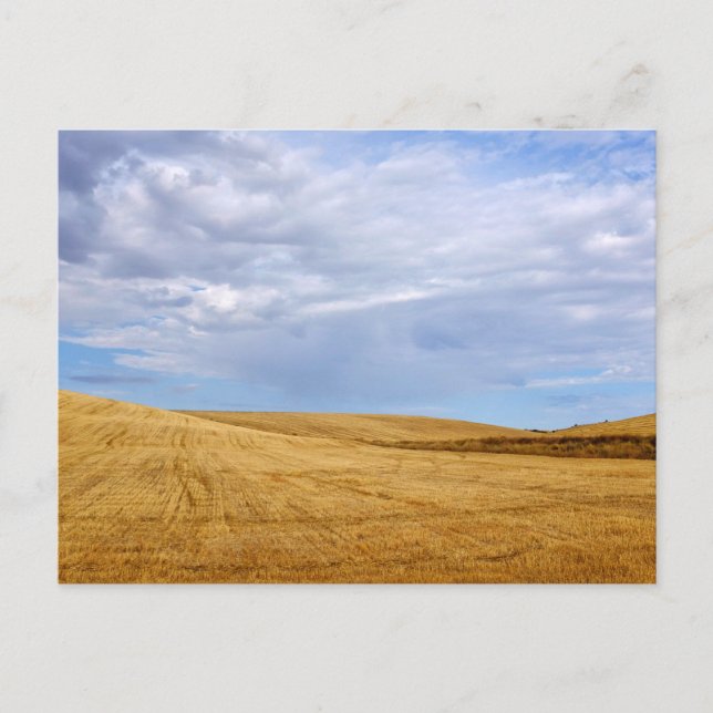 Weizenfelder Postkarte (Vorderseite)