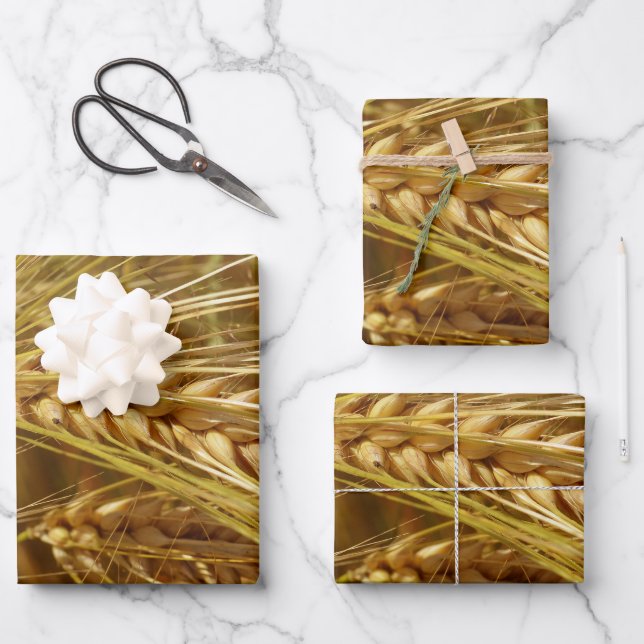 Weizenkörner auf dem Feld. Es ist ernte Zeit! Geschenkpapier Set (Vorderseite)