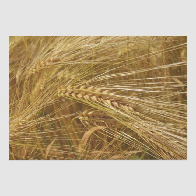 Weizenkörner auf dem Feld. Es ist ernte Zeit! Seidenpapier (Vorderseite)