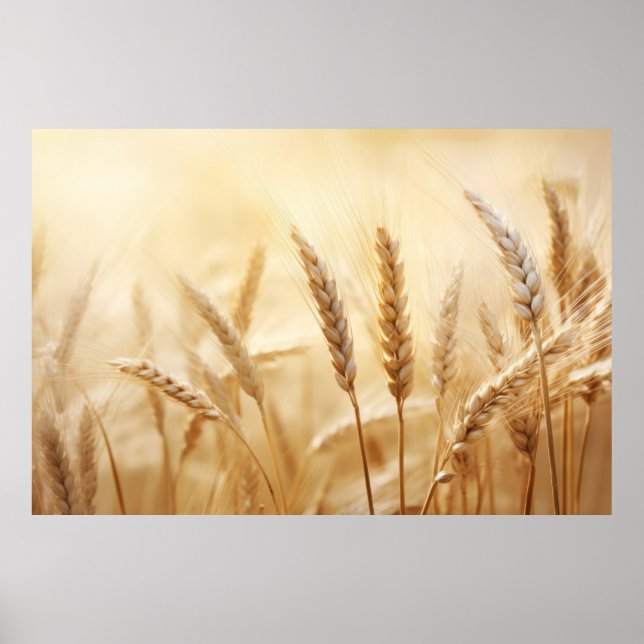 Weizensonne Ruhe Friedliche Natur Poster (Vorne)
