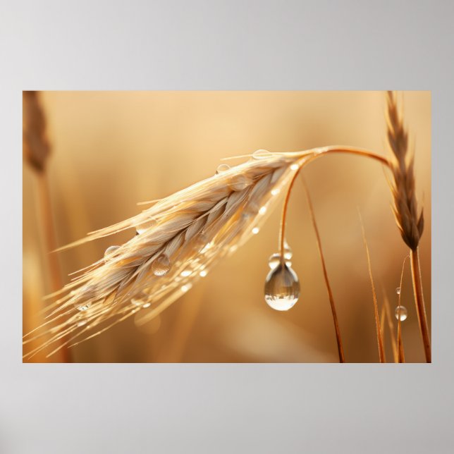 Weizenwasser Tropfen Natur Stille Ruhe Poster (Vorne)