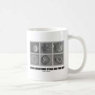Welche embryonale Bühne sind Sie herein? (Embryos) Kaffeetasse