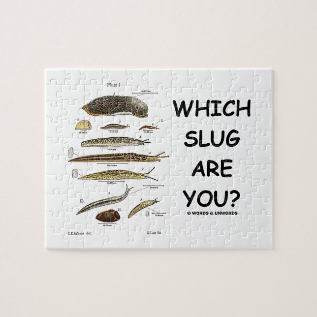 Welche Schnecke sind Sie? (Verschiedene Arten der (Horizontal)