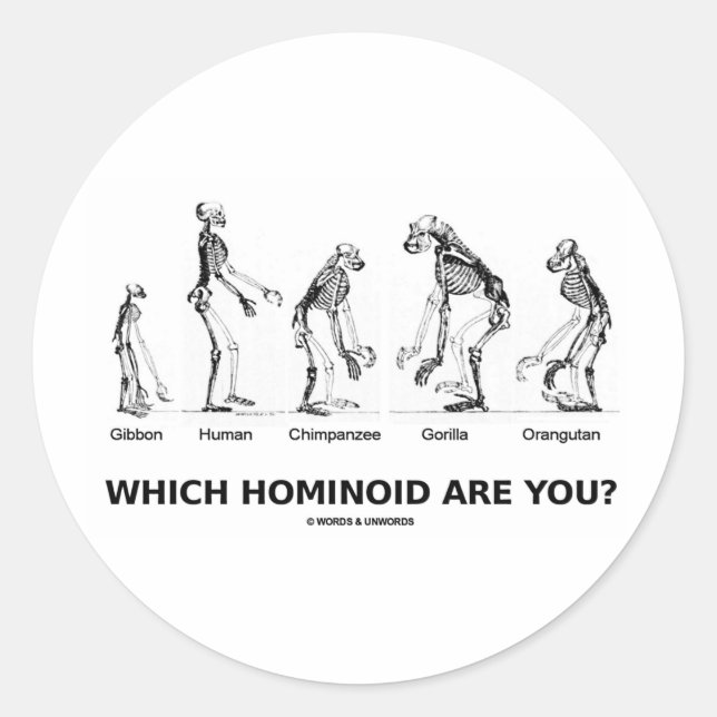 Welcher Hominoid bist du? (Hominid Skelette) Runder Aufkleber (Vorderseite)