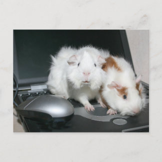 Welches Chat? Postkarte