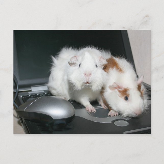 Welches Chat? Postkarte (Vorderseite)