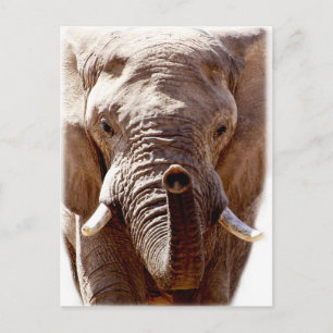 Wellcoda Wild Elephant Head Animal Face Postkarte