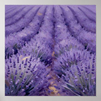 Wellen von Violett: Eine impressionistische Studie