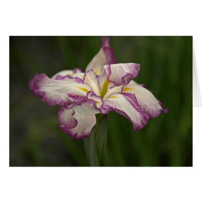 Wellenartig bewegende Iris (Vorderseite (Horizontal))