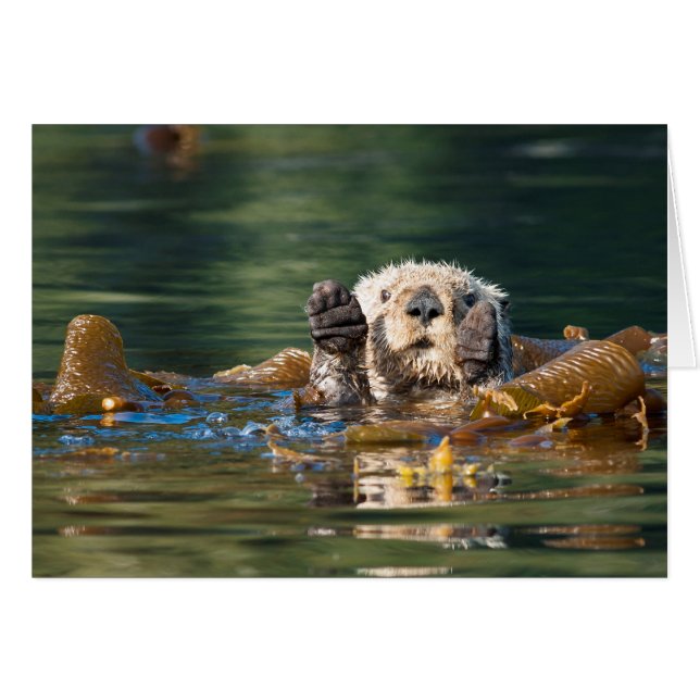 Wellenseeotter (Vorderseite (Horizontal))