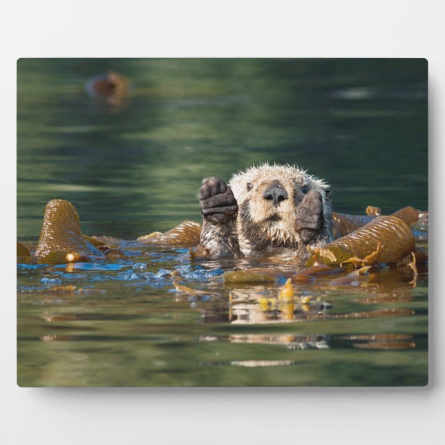 Wellenseeotter Fotoplatte (Vorderseite)