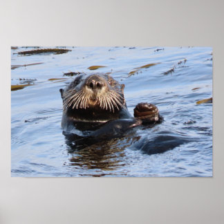 Wellenseeotter Poster