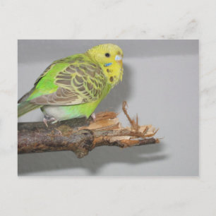 Wellensittich Postkarte