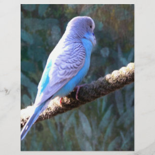 Wellensittich-Vogel Flyer