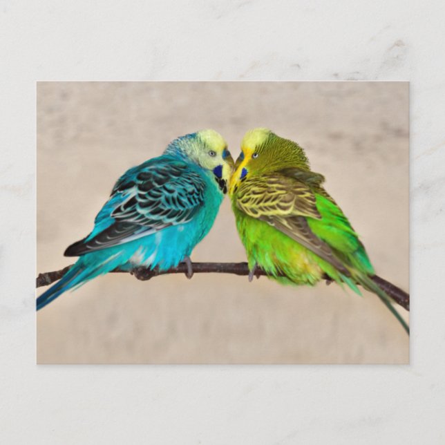 Wellensittiche in Liebe Postkarte (Vorderseite)