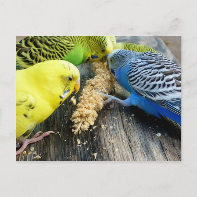 Wellensittiche (Melopsittacus undulatus) Postkarte (Vorderseite)