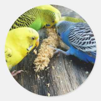 Wellensittiche (Melopsittacus undulatus) Runder Aufkleber
