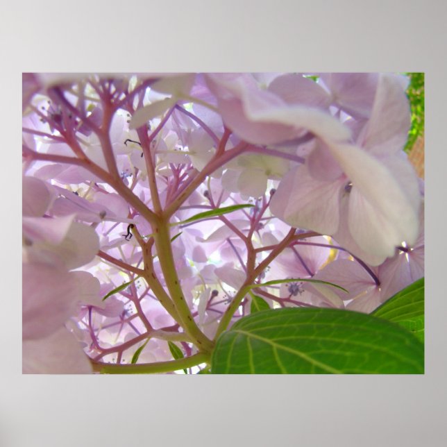 Wellness Heilung Touch Kunstgeschenke Hydrangea Bl Poster (Vorne)