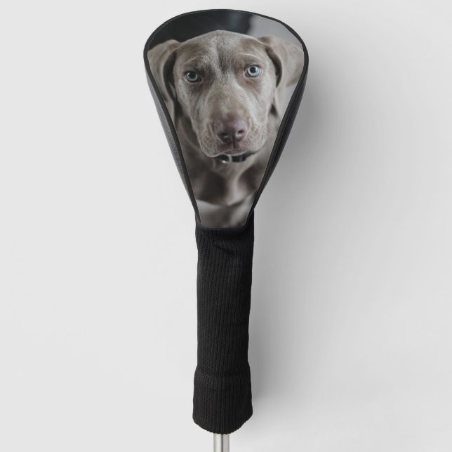 Welmaraner-Welpe Golf Headcover (Vorderseite)