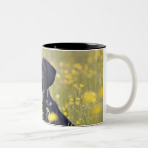 Welpe 16 Monate 2 Zweifarbige Tasse