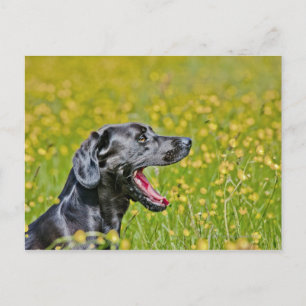 Welpe, 16 Monate Postkarte