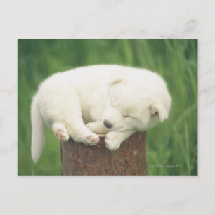 Welpe 4 postkarte