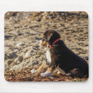 Welpe, bernischer Berghund, Strand Mousepad