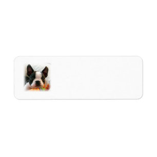 Welpe Bostons Terrier