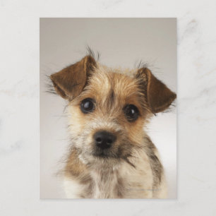 Welpe (Canis familiaris) Postkarte