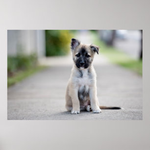 Welpe der deutschen Hirten auf dem Fußweg Poster
