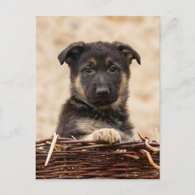Welpe der deutschen Schäferhirte im Korb Postkarte (Vorderseite)