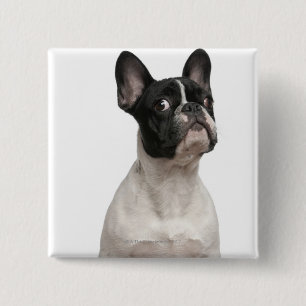 Welpe der französischen Bulldogge (5 Monate alte) Button