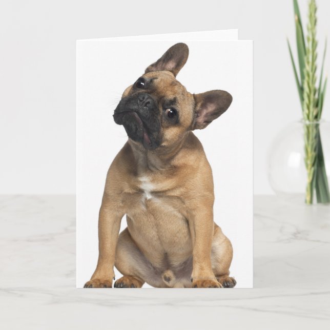 Welpe der französischen Bulldogge (7 Monate alte) Karte (Vorderseite)