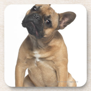 Welpe der französischen Bulldogge (7 Monate alte) Untersetzer