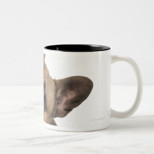 Welpe der französischen Bulldogge (7 Monate alte) Zweifarbige Tasse