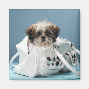 Welpe, der in der Handtasche sitzt Magnet